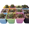 Maceteros Cuadrados N7 Pack 12 – Ideales para Cactus, Suculentas y Viveros - Imagen 2